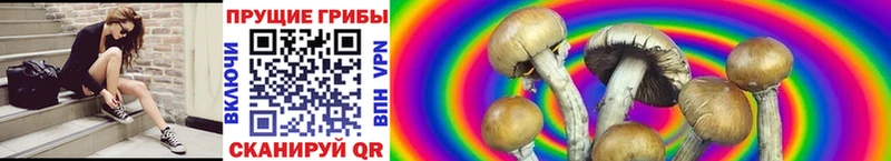 Псилоцибиновые грибы Magic Shrooms  Купить  Брянск 